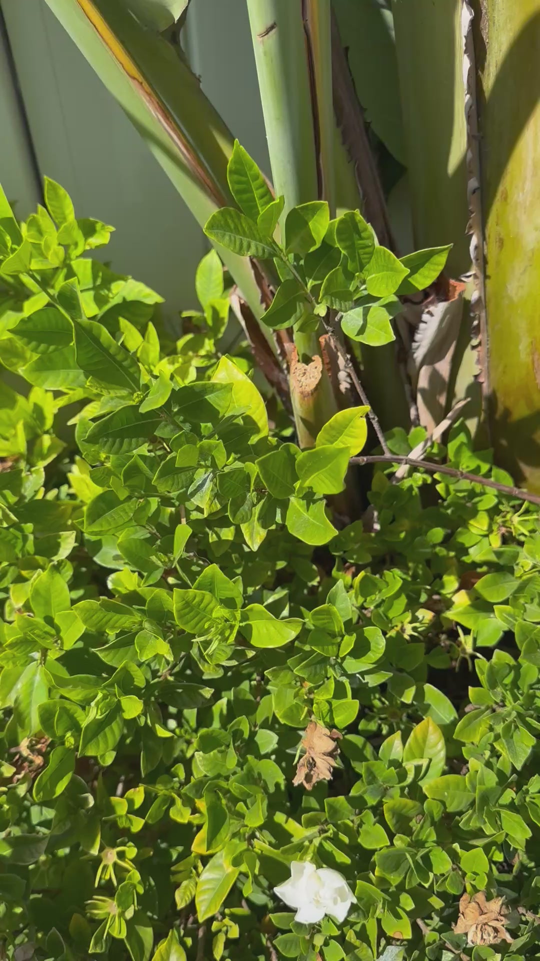 Magical Mini Pouch Bags