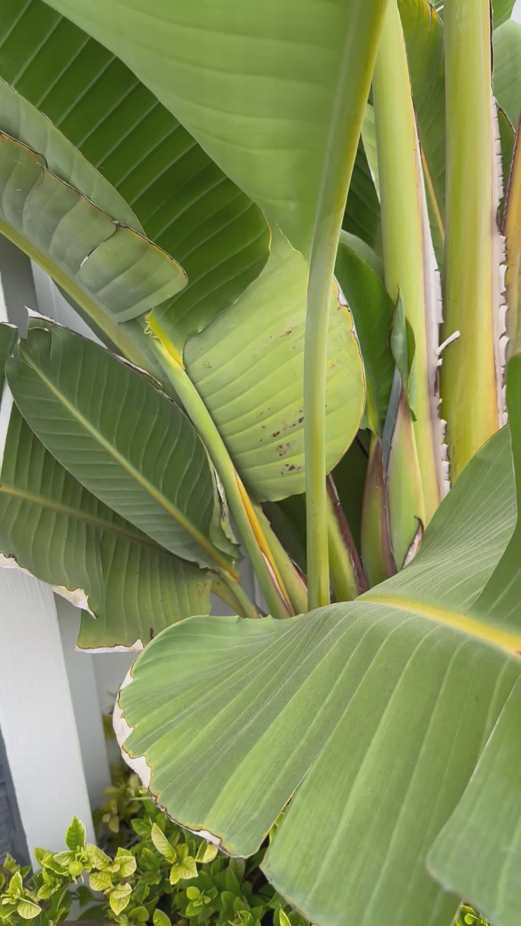 Custom Magical Places Coquette Bag Tags