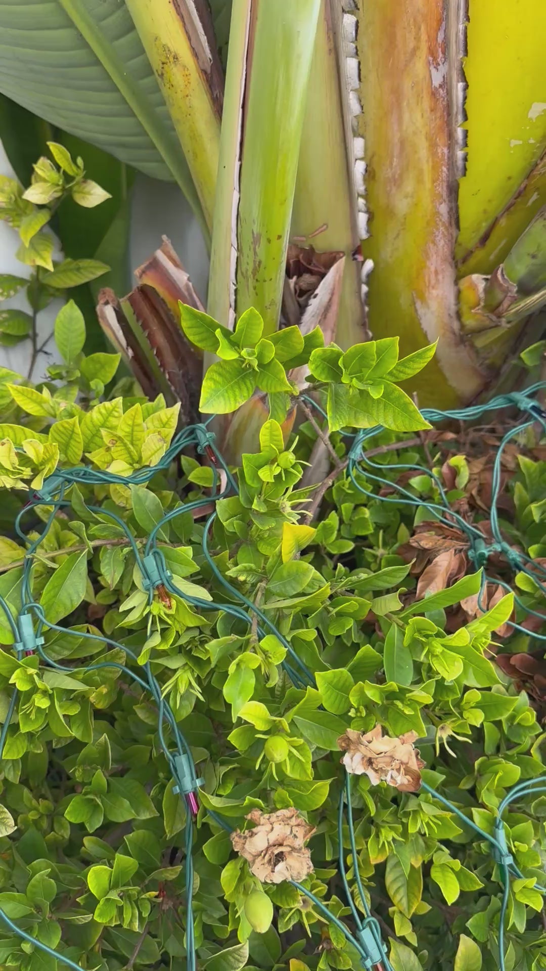 Classic Line Friends Sketchbook